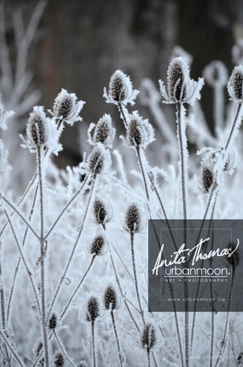 Nature photography - Teasle in winter in Hamilton.
© Anita Thomas - Urbanmoon. All Rights Reserved. teasle in winter