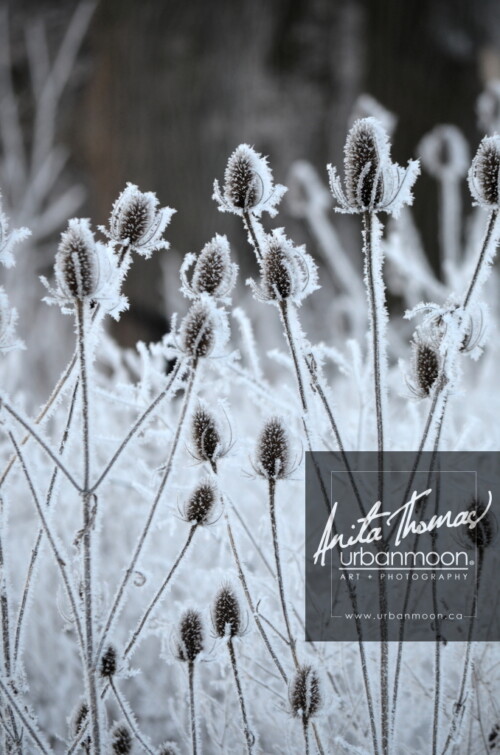 Landscape photography - The teasel, covered in hoar frost, sways in the wind on a cold winter's morning in Hamilton, Ontario, Canada.
© Anita Thomas - Urbanmoon Photography. All Rights Reserved. teasle in winter