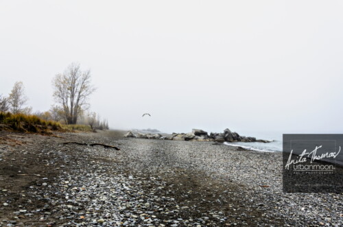 Landscape photography - The beach in Hamilton
(C)Anita Thomas All Rights Reserved. the beach in hamilton