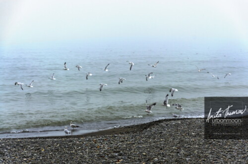 Landscape photography  - Lake Ontario at the beach in Hamilton with seagulls
(C)Anita Thomas All Rights Reserved. the beach in hamilton