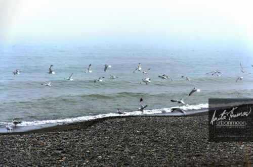 Landscape photography  - Lake Ontario at the beach in Hamilton with seagulls
(C)Anita Thomas All Rights Reserved. the beach