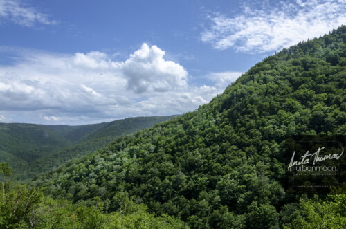 Landscape photography - New Brunswick
(C)Anita Thomas All Rights Reserved. trees in new brunswick