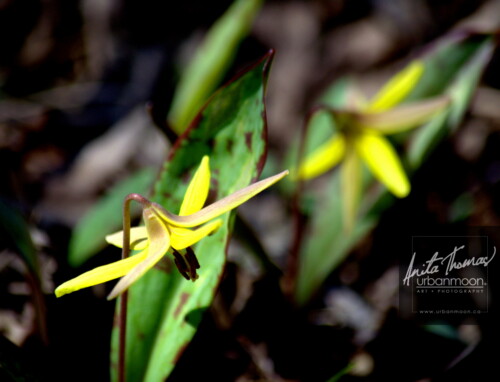 Landscape photography - Trout Lilies in a forest in Hamilton, Ontario, Canada.
(C)Anita Thomas All Rights Reserved. trout lilies