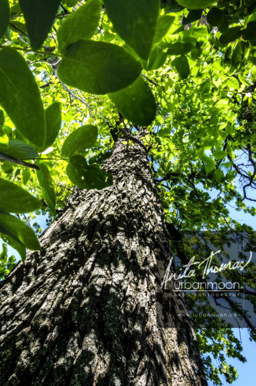 Landscape photography - Looking up a tall tree
(C)Anita Thomas All Rights Reserved. up a tree
