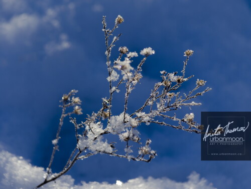 Landscape photography - Natural plant life in a field covered in fresh morning snow
© Anita Thomas - Urbanmoon Photography. All Rights Reserved. weeds covered in snow