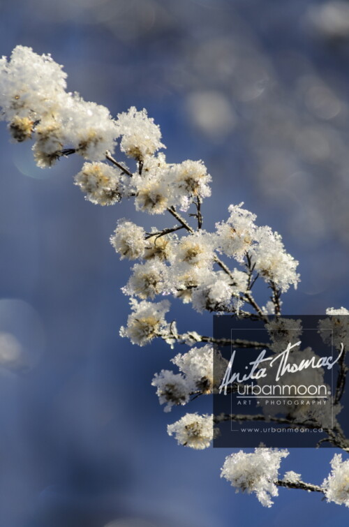 Landscape photography - Natural plant life in a field covered in fresh morning snow
© Anita Thomas - Urbanmoon Photography. All Rights Reserved. weeds covered in snow