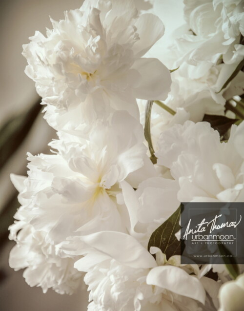 Landscape photography - White peonies in a vase.
(C)Anita Thomas All Rights Reserved. white peonies