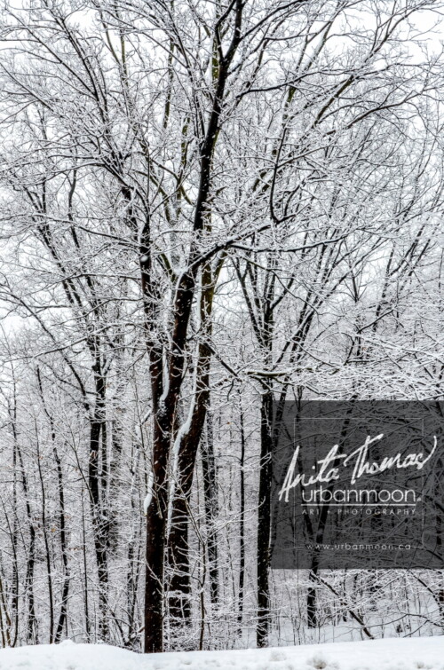 Nature photography - Winter in a forest on the mountain, Hamilton
© Anita Thomas - Urbanmoon. All Rights Reserved. winter in an urban forest in hamilton