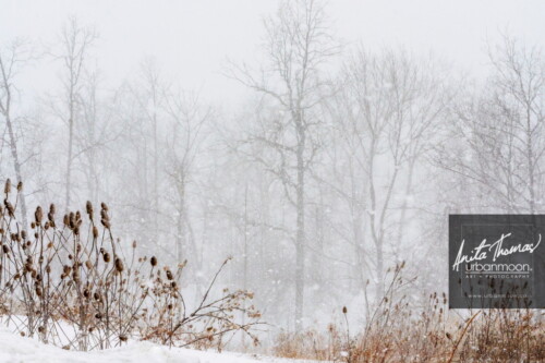 Nature photography - Winter storm in an urban forest of the city of Hamilton.
© Anita Thomas - Urbanmoon. All Rights Reserved. winter storm in the city hamilton