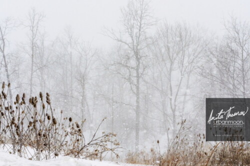 Landscape photography - A snowy storm in Hamilton, Ontario
© Anita Thomas - Urbanmoon Photography. All Rights Reserved. winter storm in the forest