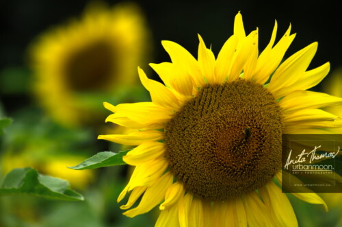Landscape photography - Yellow sunflowers
(C)Anita Thomas All Rights Reserved. yellow sunflowers